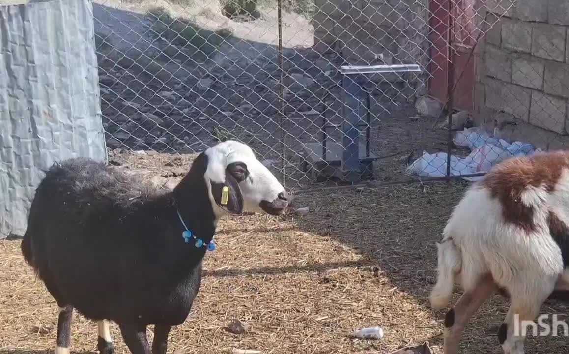 2 راس میش جوان خشک پلنگی و افشار|حیوانات مزرعه|دره شهر, |دیوار