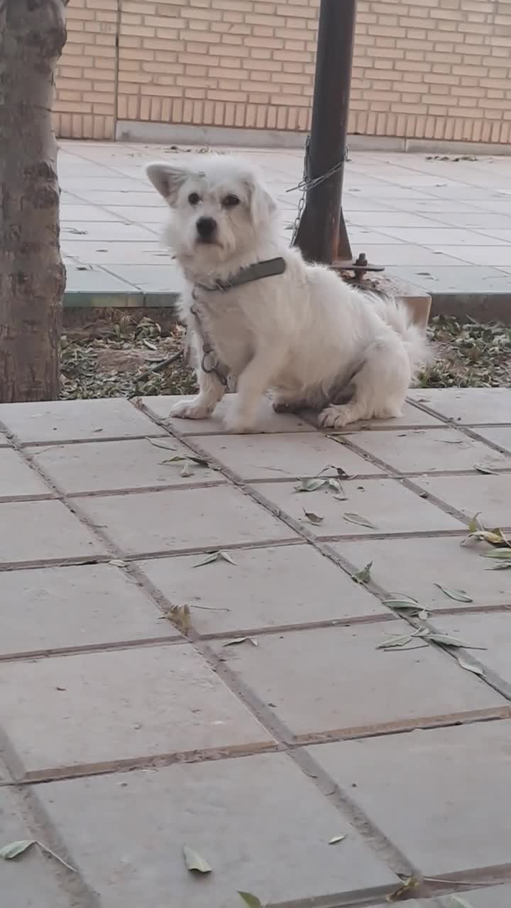 واگزاری سگ شیتزو|سگ|تاکستان, |دیوار