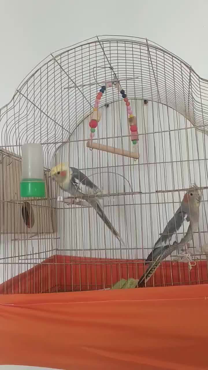 عروس|پرنده|چهاربرج, |دیوار