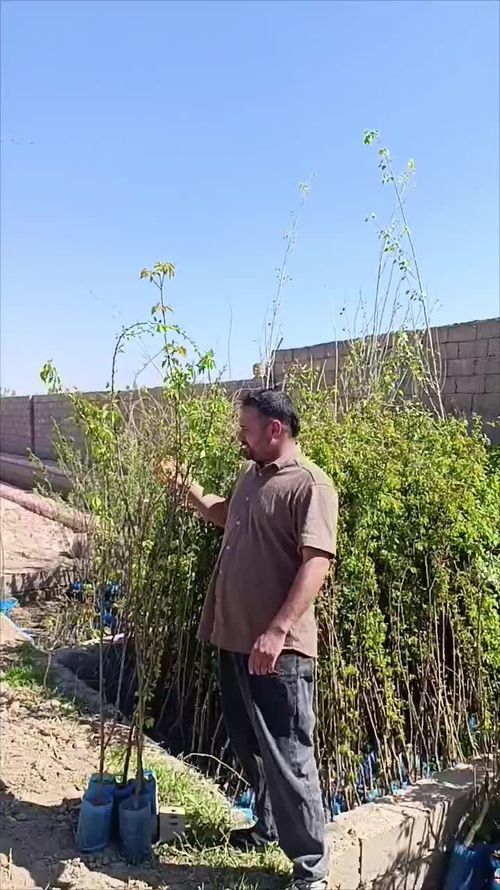 تعداد۱۰۰ اصله نهال گلدانی زرد الوسه ساله فروش یکجا|خدمات باغبانی و درختکاری|شیراز, درکی|دیوار