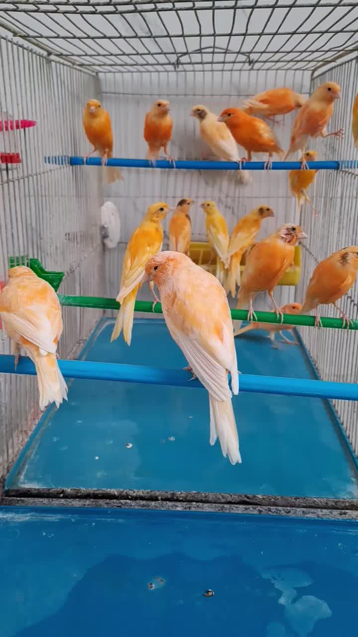 قناری|پرنده|ابریشم, |دیوار