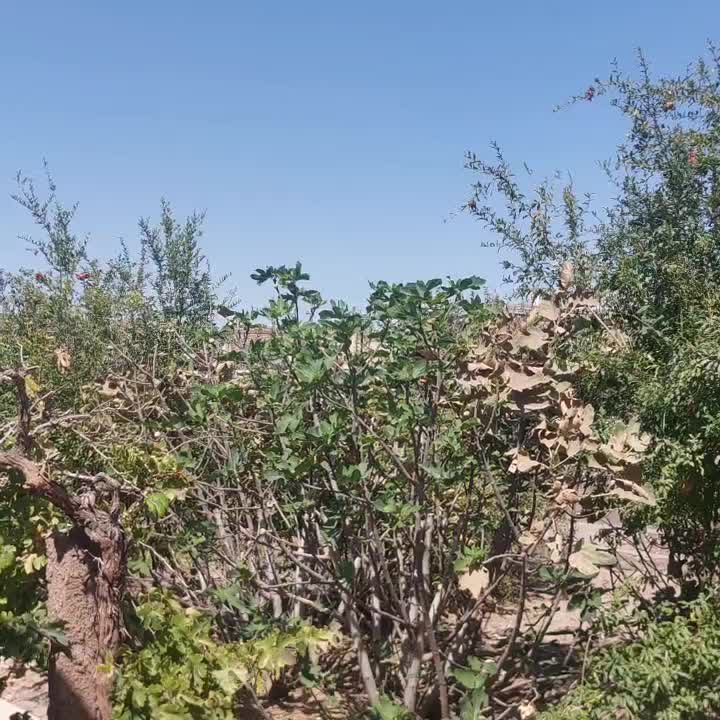 منزل مسکونی واقع در رشتخوار -تربت حیدریه|فروش خانه و ویلا|رشتخوار, |دیوار