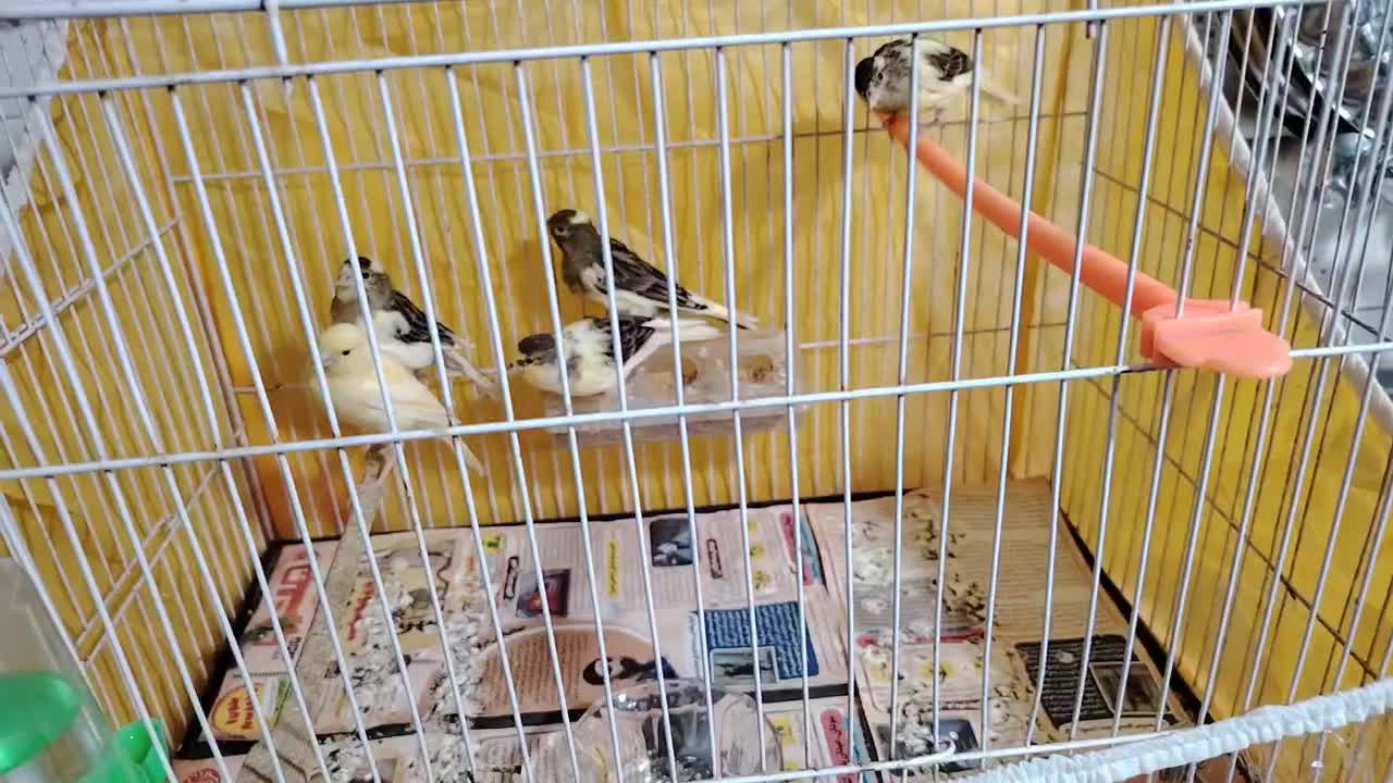 ((قناری خانگی پرورش خانگی سالم و سرحال درشت))|پرنده|مشهد, وحید|دیوار