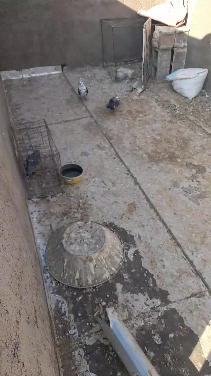 کبوتر عقابی سینه سفید یا بزک|پرنده|خواف, |دیوار