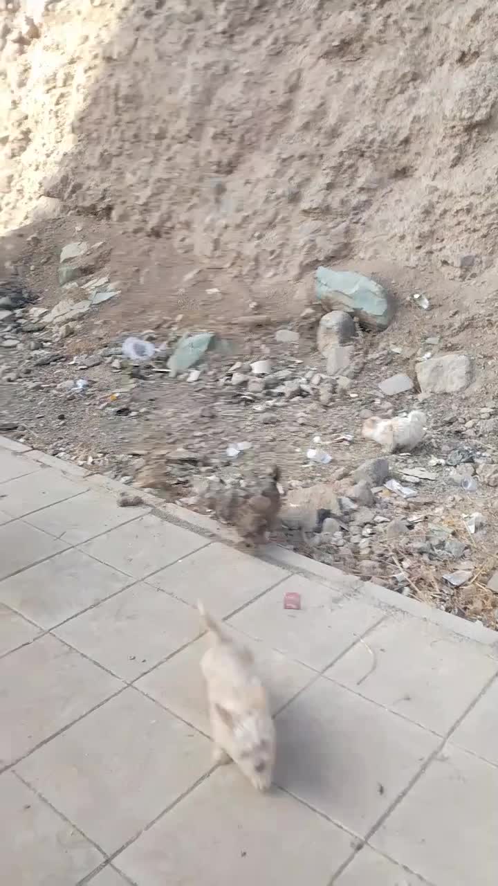 مادر و چهار توله سگ بفروش میرسد|سگ|هشتگرد, فاز ۷ مهستان|دیوار