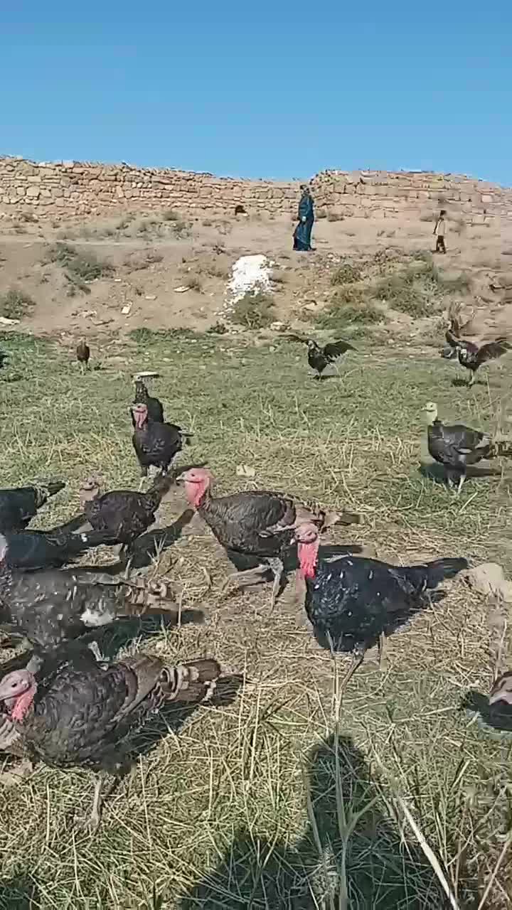 بوقلمون در شهرستان شوط|حیوانات مزرعه|ماکو, |دیوار