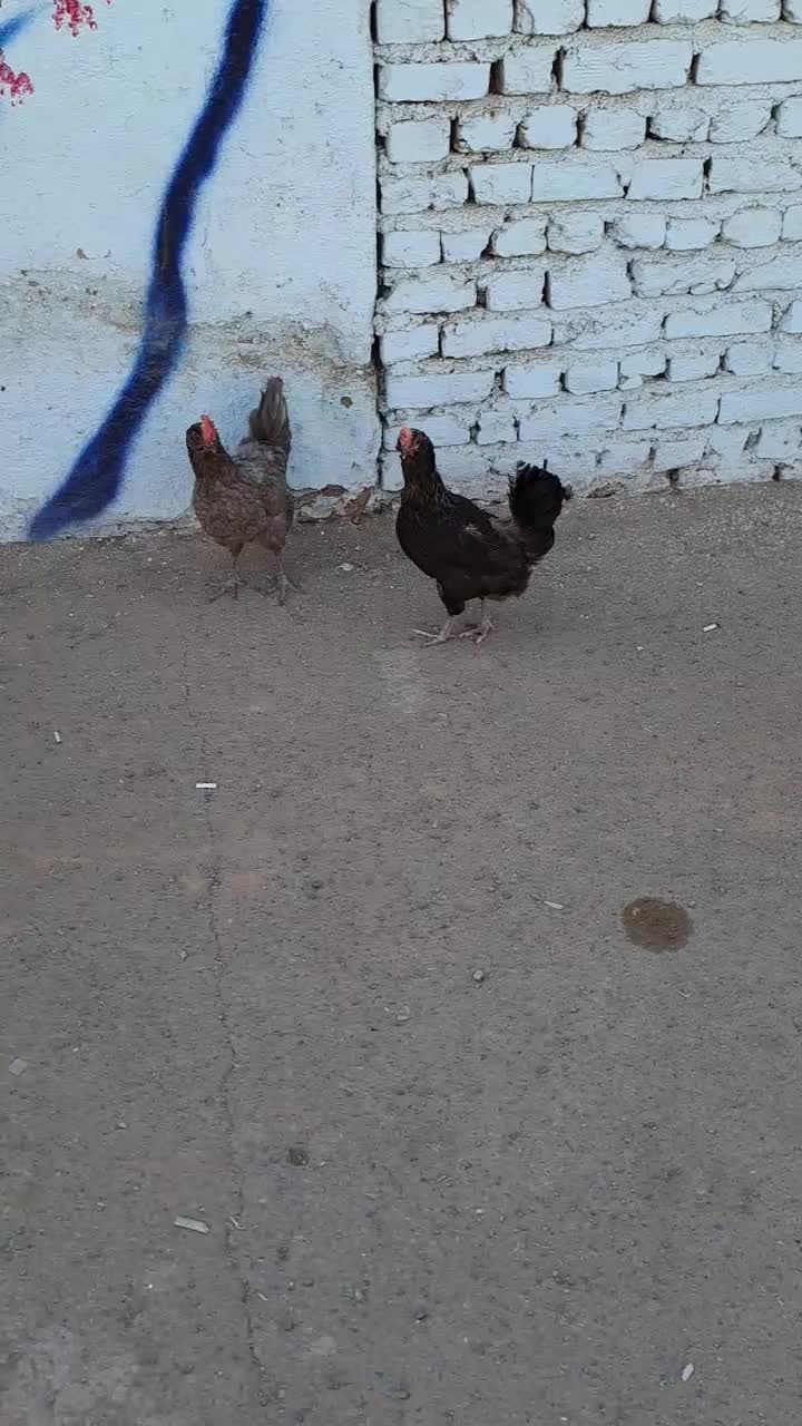 مرغ گلین|حیوانات مزرعه|هشتگرد, مدرس|دیوار