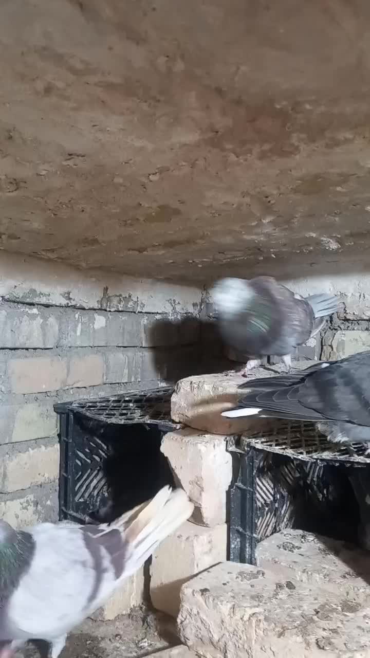 گرگی نر سفید کاکلی ماده|پرنده|ساوه, |دیوار