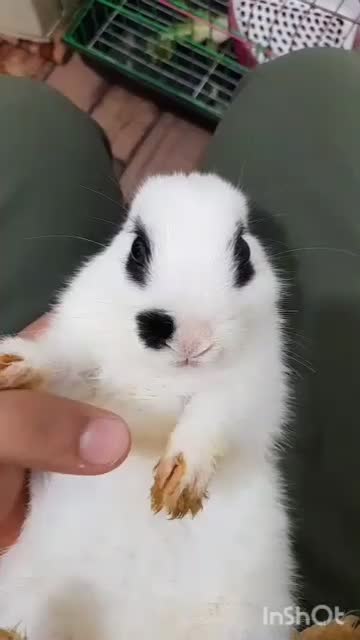 خرگوش نر|موش و خرگوش|کرج, حصارک بالا|دیوار