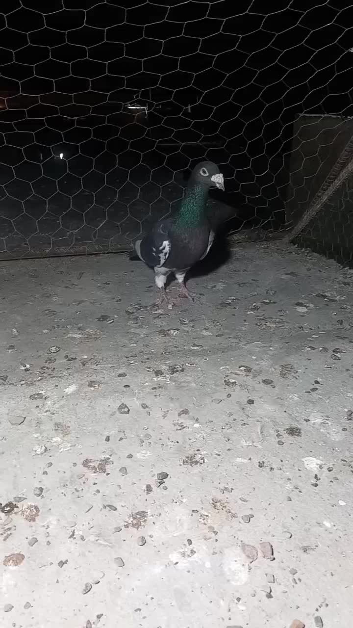 ۵۰۰|پرنده|زاهدان, |دیوار