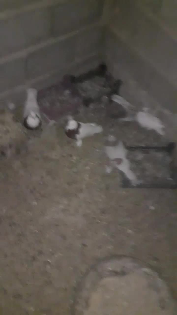 کبوترها|پرنده|طبس, |دیوار