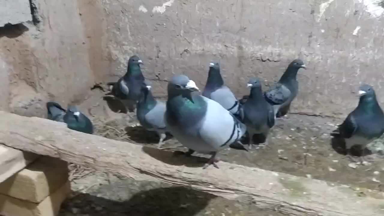 کبوتر|پرنده|قیدار, |دیوار