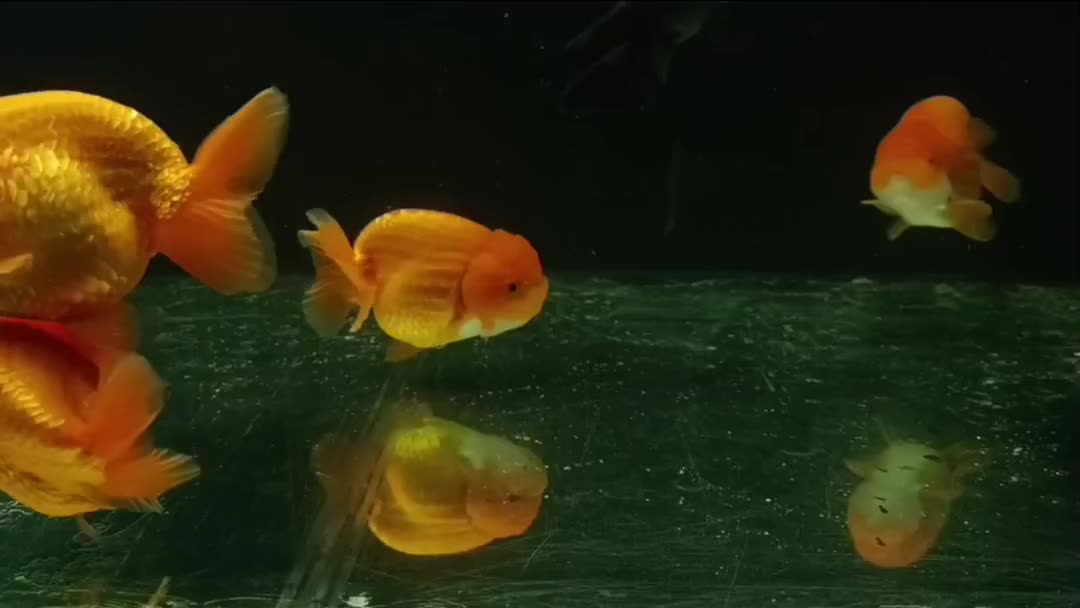 گلدفیش رنچو مولد تضمینی|ماهی|تهران, جیحون|دیوار