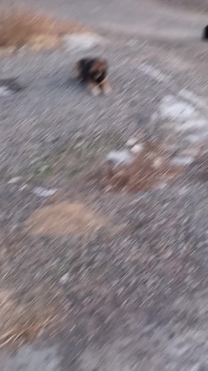 ویلا|فروش خانه و ویلا|شبستر, |دیوار