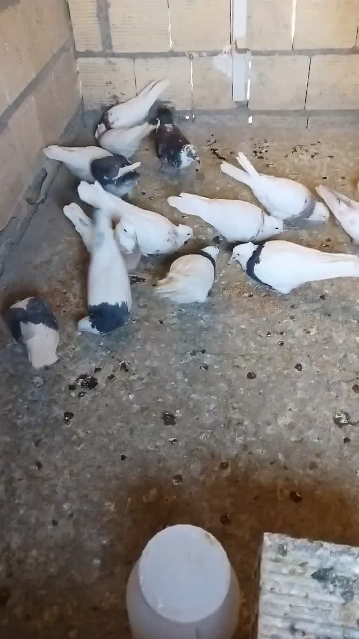 طوقی|حیوانات|نجف‌آباد, فیروزآباد|دیوار