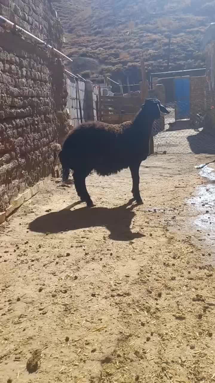 یک راس بره قوچ و سه راس بز وبزغاله فروشی|حیوانات مزرعه|فریدونشهر, |دیوار