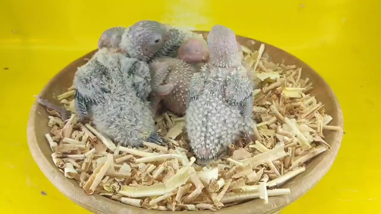 جوجه عروس سرلاکی راهب گرینچیک کوتوله|پرنده|قم, شهرک قدس|دیوار