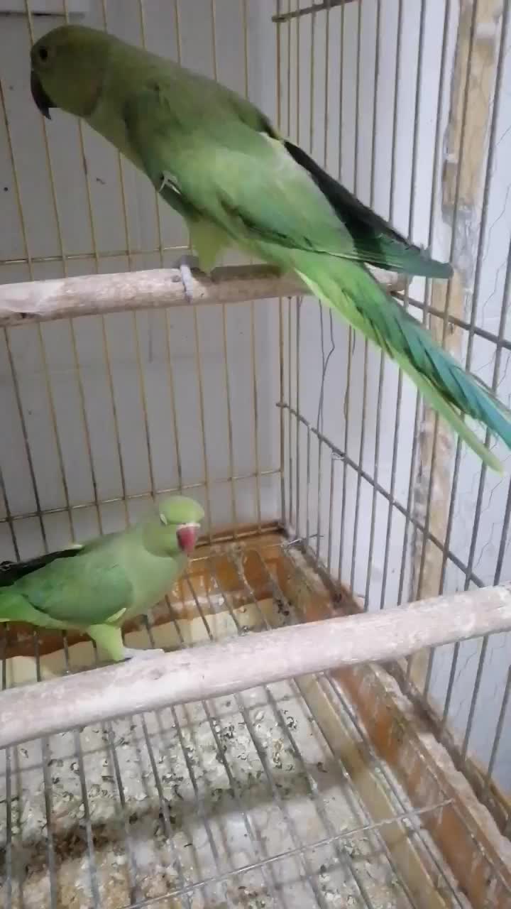 طوطی ملنگو|پرنده|زرند, |دیوار