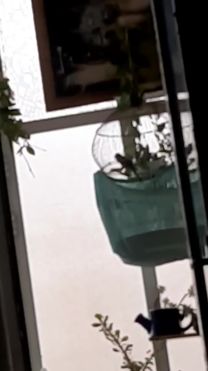 قناری نر|پرنده|کرمان, |دیوار