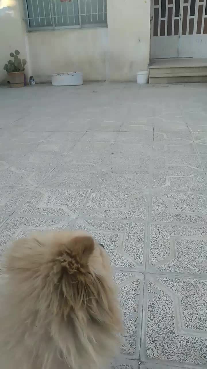 واگذاری دو عدد شبتزو (نه به رایگان)|سگ|کرمانشاه, |دیوار