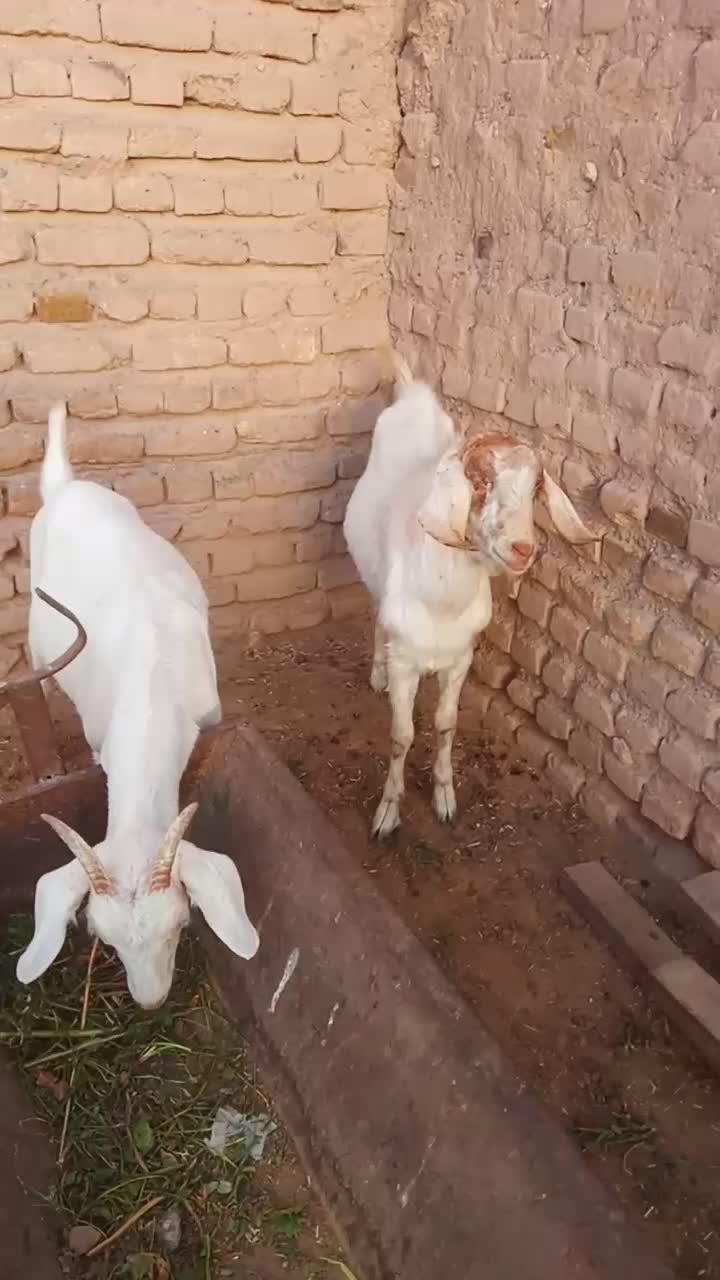 بزغاله|حیوانات مزرعه|نصر آباد, |دیوار