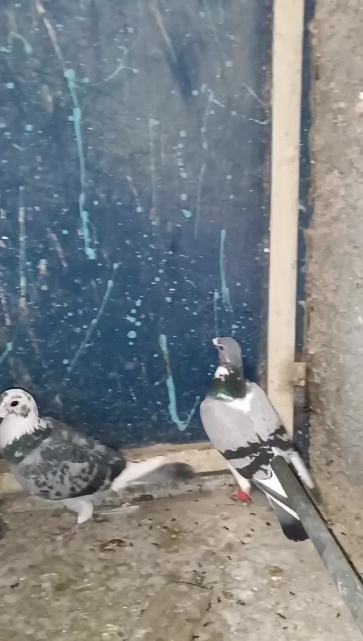 کبوتر|پرنده|برازجان, |دیوار