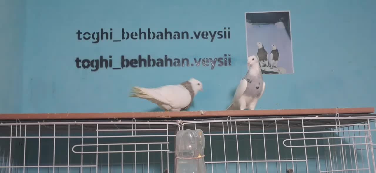 پرنده طوقی فروشی|پرنده|بهبهان, |دیوار