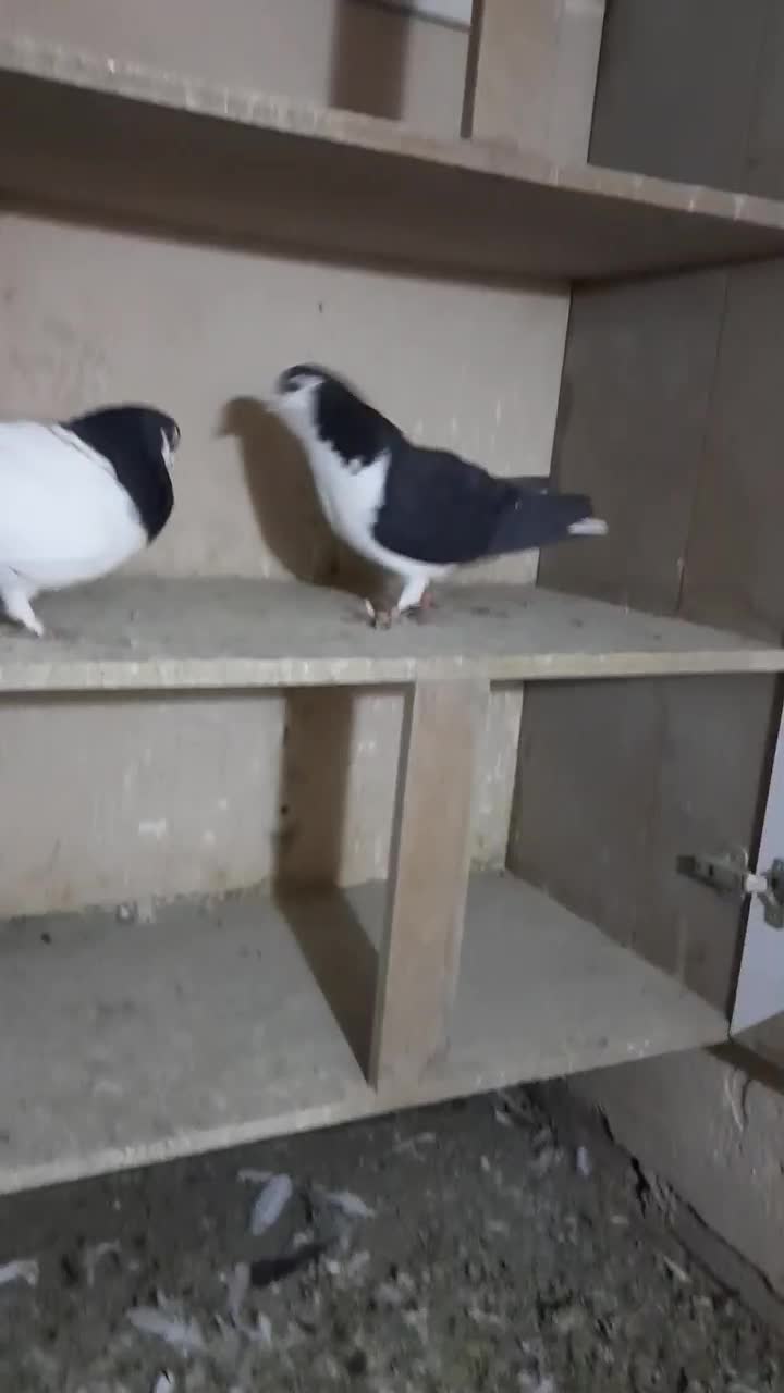 کبوتر جفتی|پرنده|سبزوار, امیر کبیر|دیوار