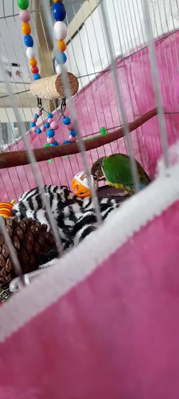 پرنده|حیوانات|میاندوآب, |دیوار