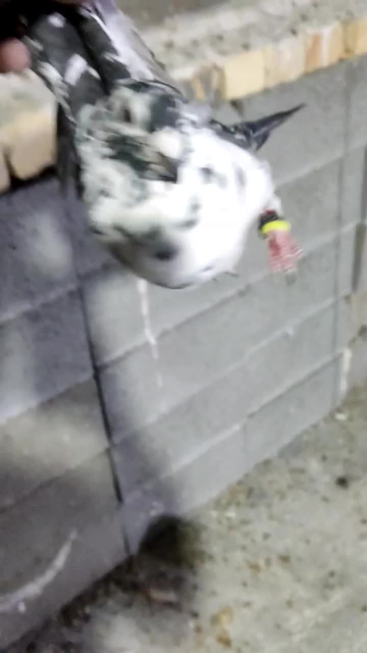 کبوتر|پرنده|کوار, |دیوار