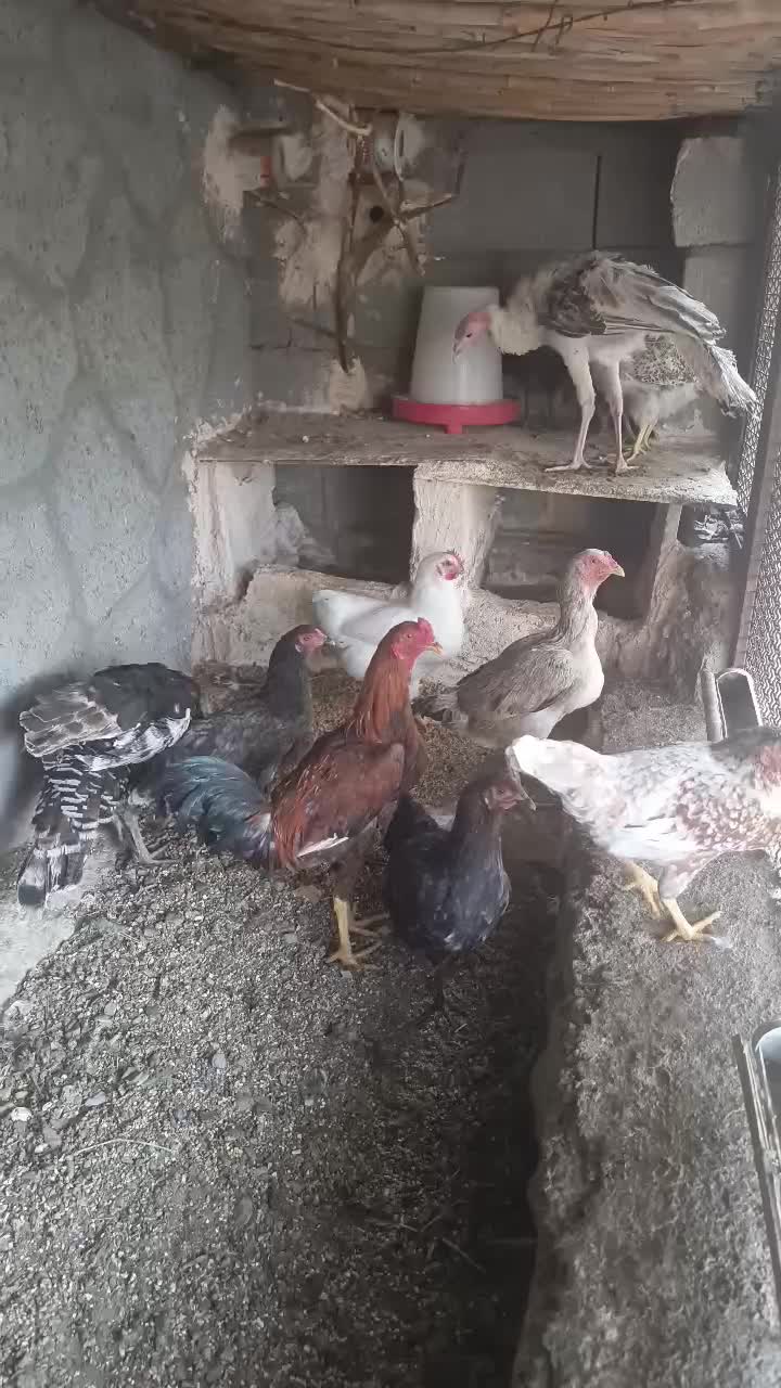 قفس و درب آقل|لوازم جانبی حیوانات|ایرانشهر, |دیوار