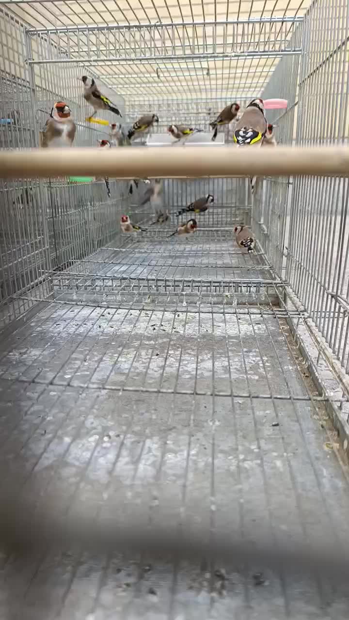 جوجه قفس سهره های قرص بخون گل بلند|پرنده|اصفهان, گرکان|دیوار