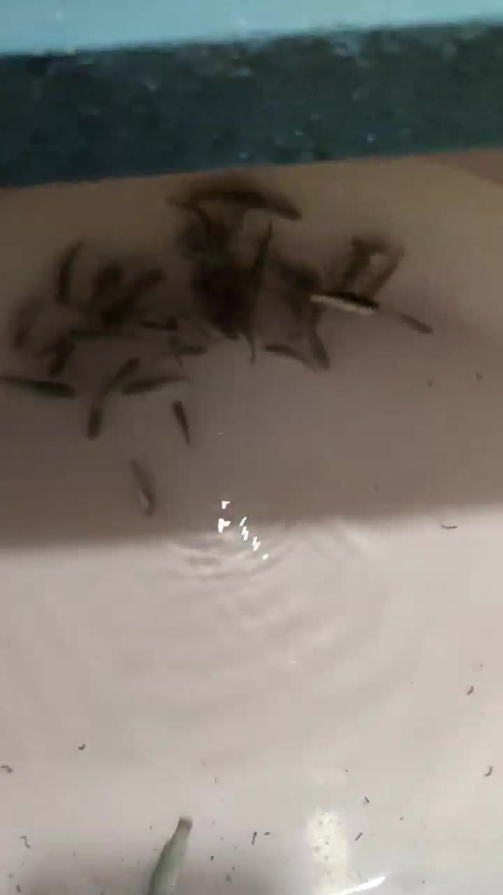 ماهی هفت رنگ و سفید|ماهی|بندرعباس, |دیوار