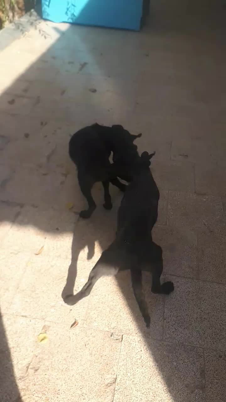 یک جفت توله نر و ماده مالینویز ۳هه|سگ|مشهد, شهرک صنعتی توس|دیوار