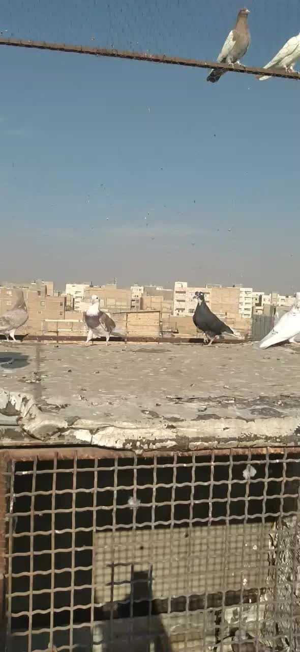 کبوتر گرفتنی|پرنده|مشکین‌دشت, |دیوار