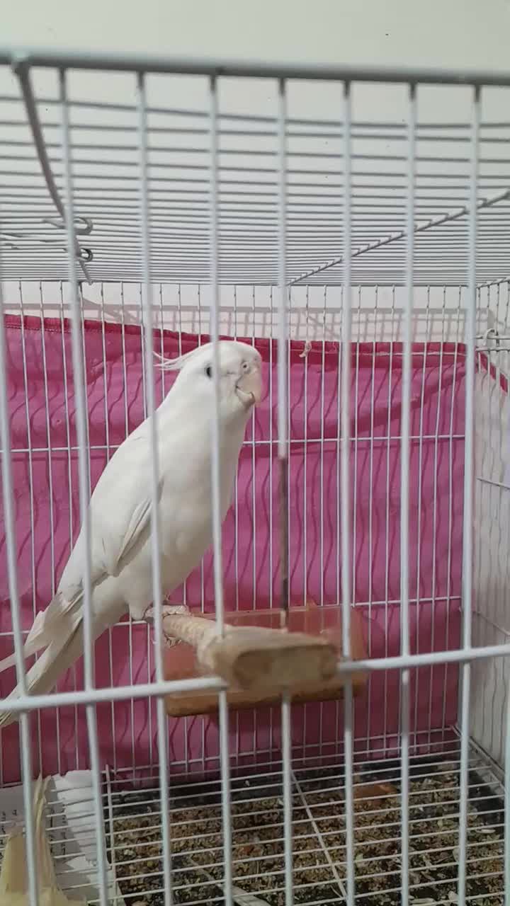 عروس هلندی نر کشیده|پرنده|تربت جام, میان جام|دیوار