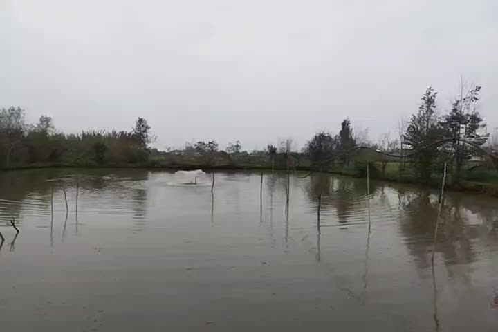 فروش ماهی گرم آبی چهار نوع|ماهی|فومن, |دیوار