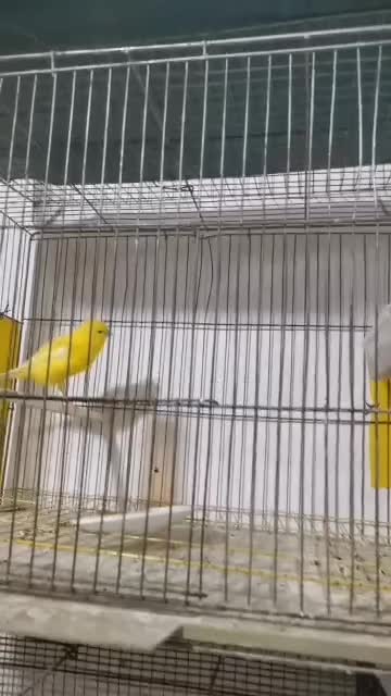 قناری طلایی|پرنده|بهبهان, |دیوار