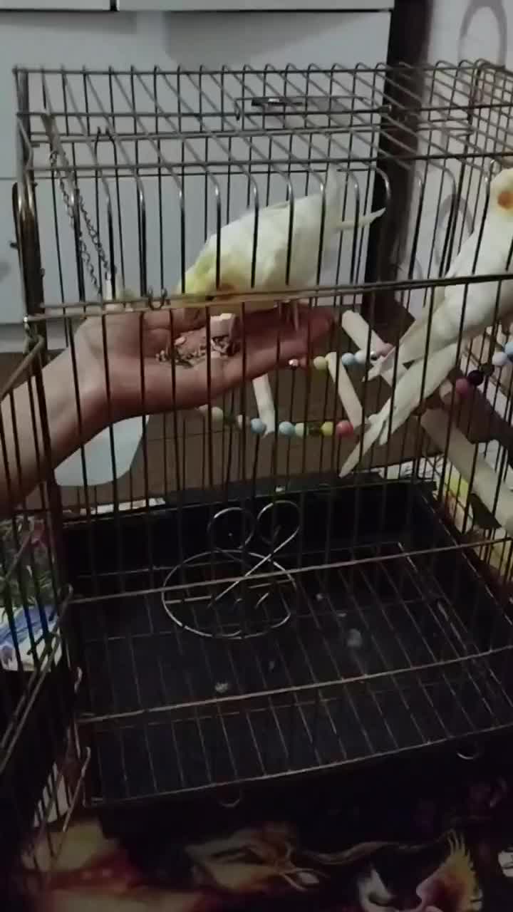 یک جفت عروس هلندی لوتینو سالم و سرحال|پرنده|فردیس, شهرک شهید حسینی|دیوار