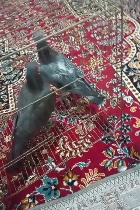 کبوتر پلاکی|پرنده|اهواز, ملاشیه|دیوار