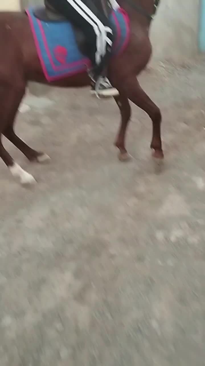 نریان|اسب و تجهیزات اسبسواری|سبزوار, توحیدشهر|دیوار