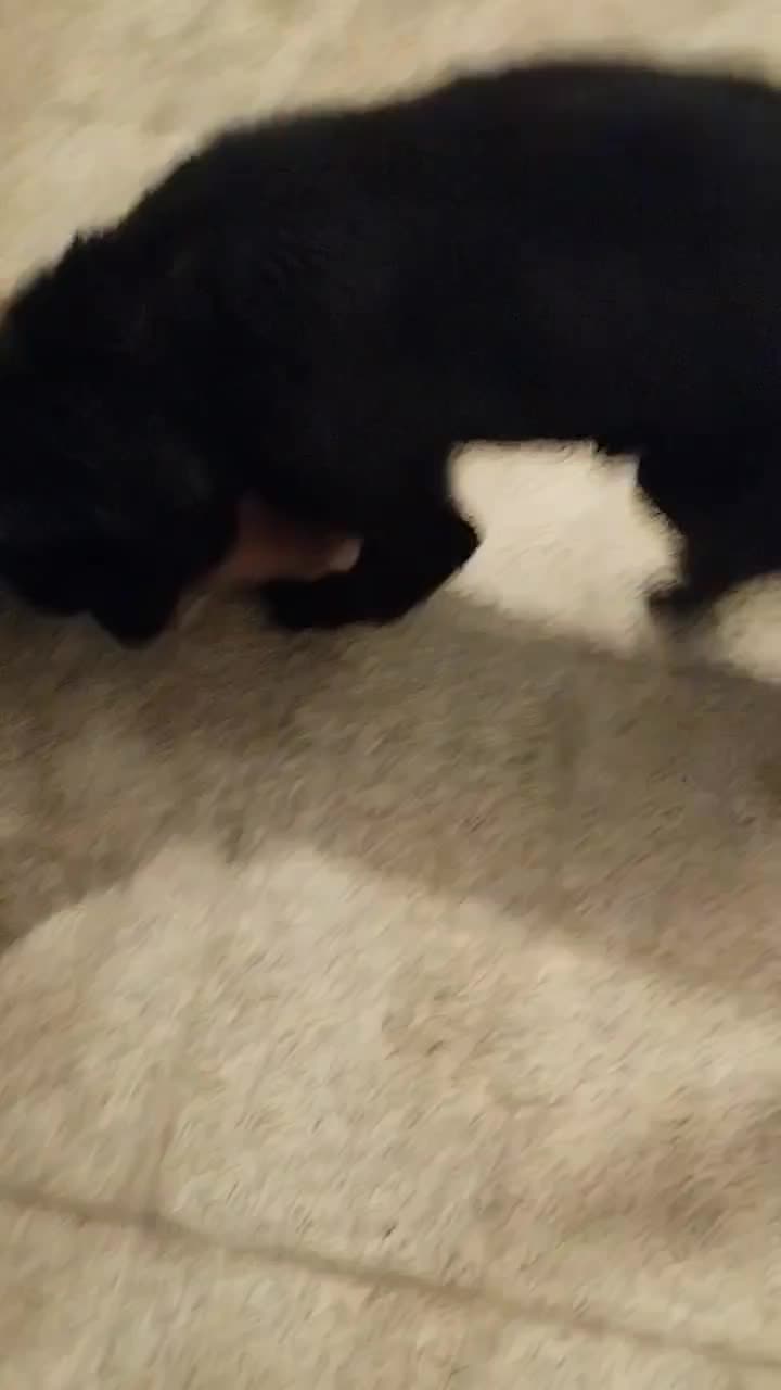 ژرمن بلک نر ۱۰ ماهه|سگ|رشت, بازار|دیوار