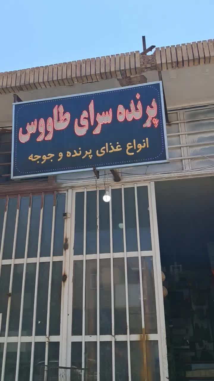 پرنده سرا طاوس .امیر کبیر غربی نبش کوچه ۶۶|پرنده|رفسنجان, |دیوار