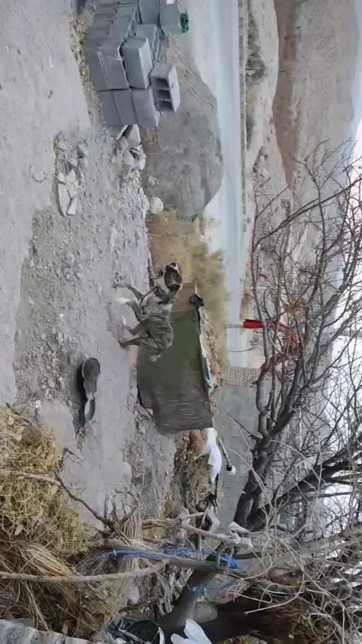 سگ نگهبان خراسان افغان 22ماهه|سگ|بیرجند, |دیوار