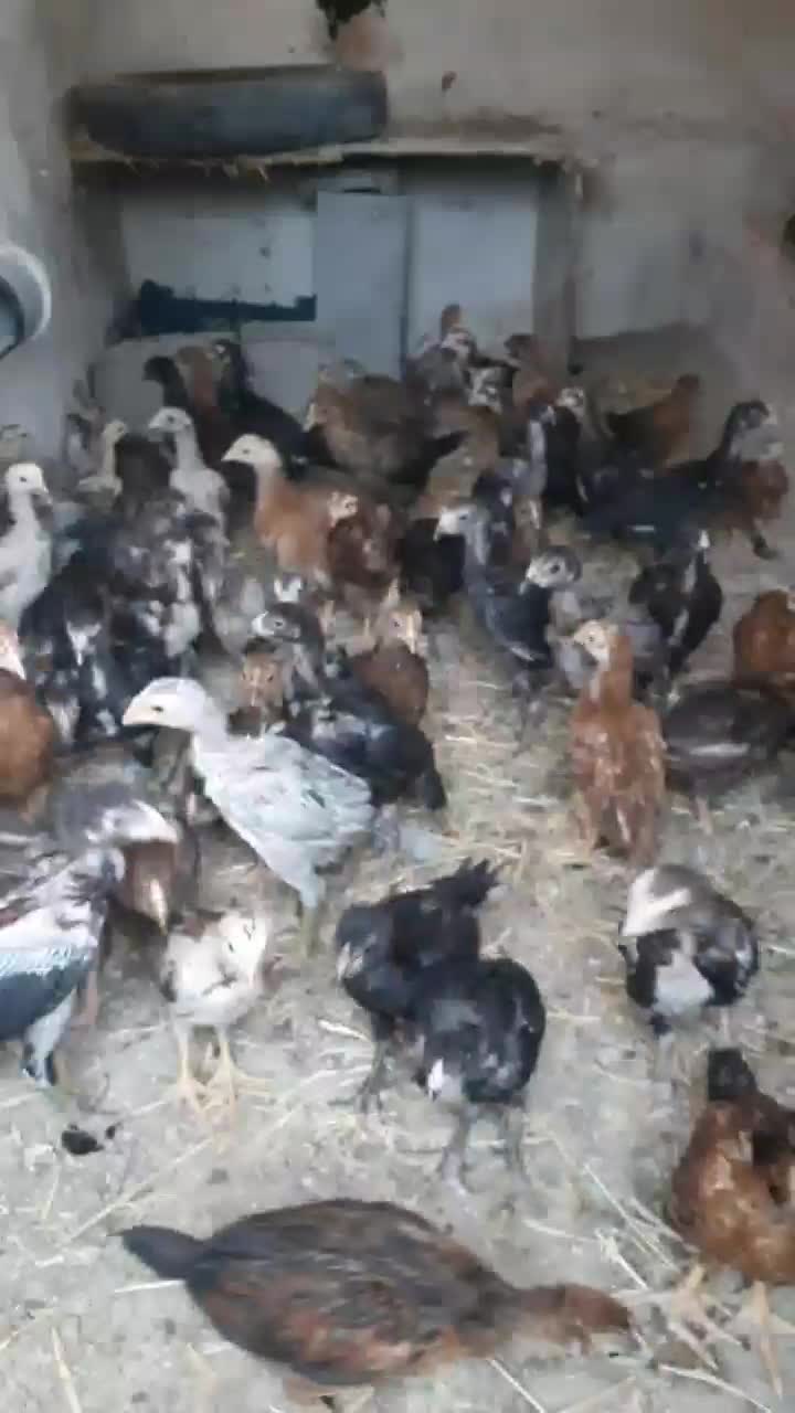 فروشی|لوازم جانبی حیوانات|ارشق, |دیوار