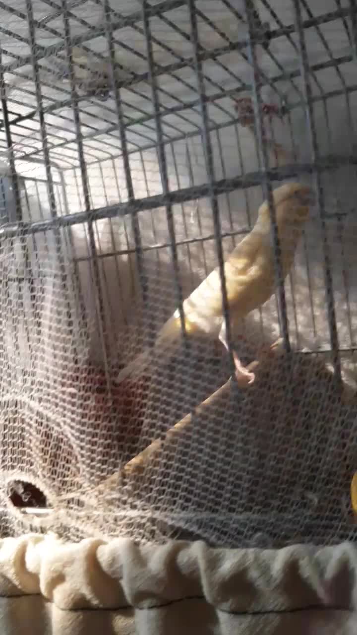 قناری ماده خوش قواره و زیبا|پرنده|تهران, علم و صنعت|دیوار