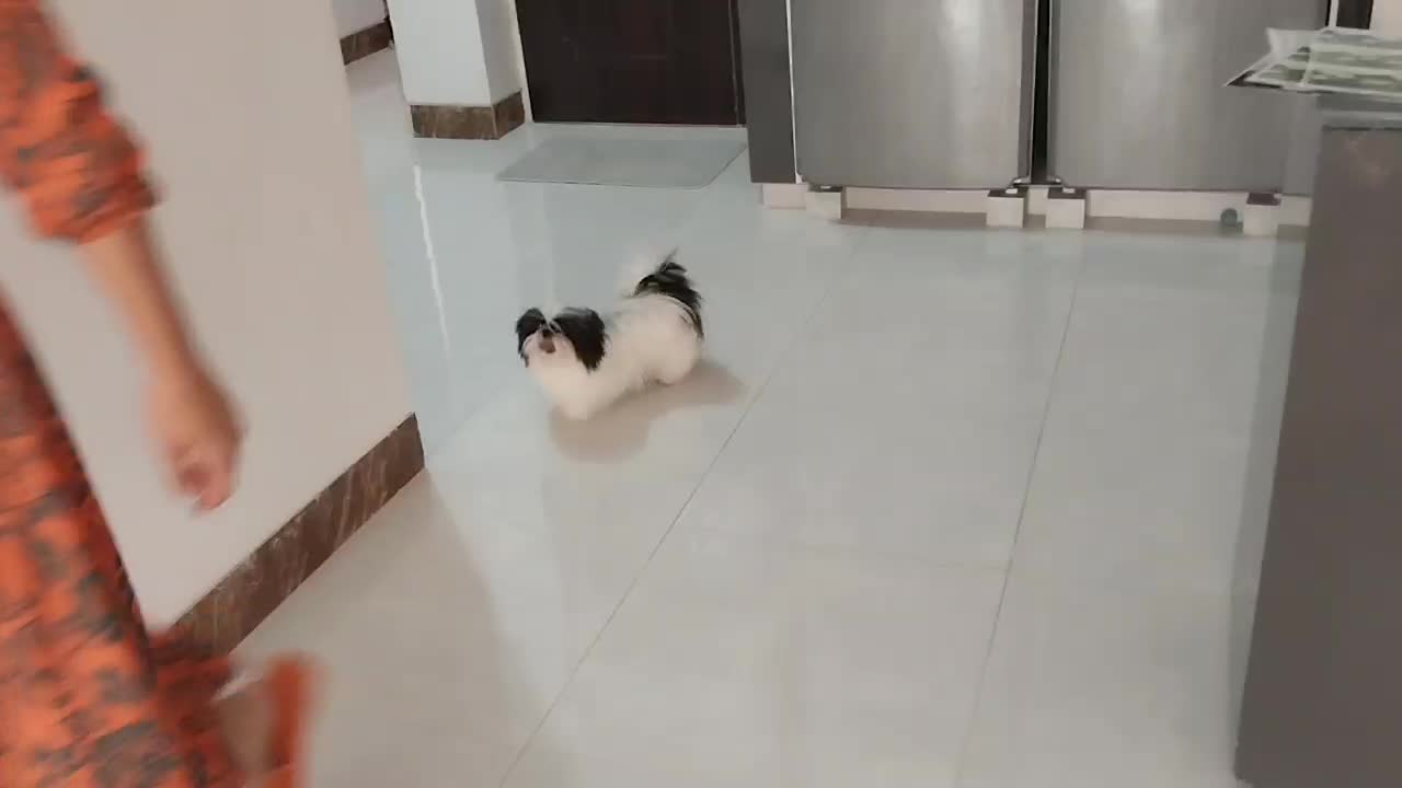 شیتزو سوپر فلت ۱۴ ماهه|سگ|فسا, |دیوار