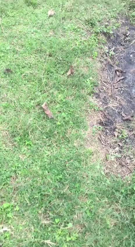 فروش زمین|فروش زمین و ملک کلنگی|پایین هولار, |دیوار