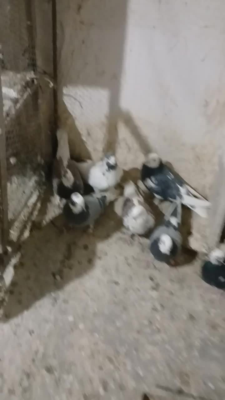 کفتر پرشی|پرنده|محلات, |دیوار