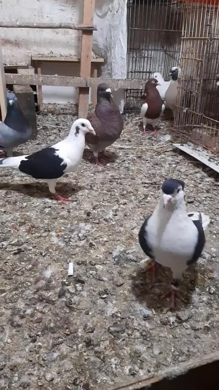 کبوتر طوقی و سینه و ساده مسافتی|پرنده|آمل, |دیوار